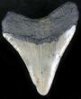 Bargain Megalodon Tooth - North Carolina #22942-1